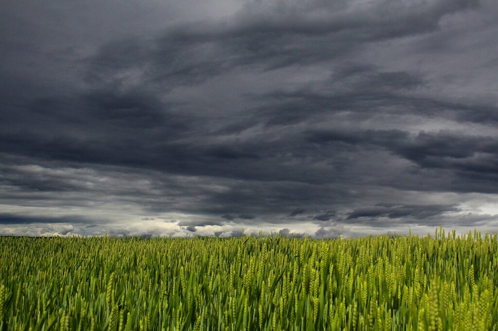 clouds, wheat fields, fields